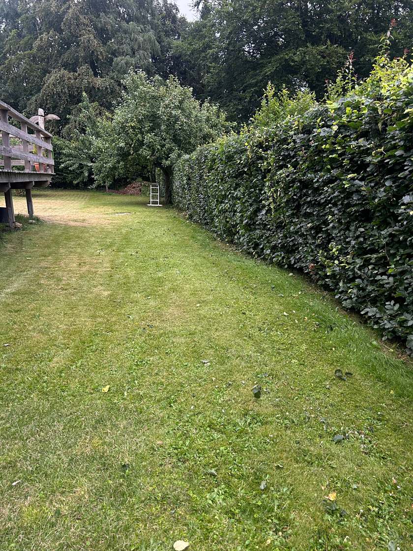 Buchenhecke nach dem Rückschnitt mit gerader Kante