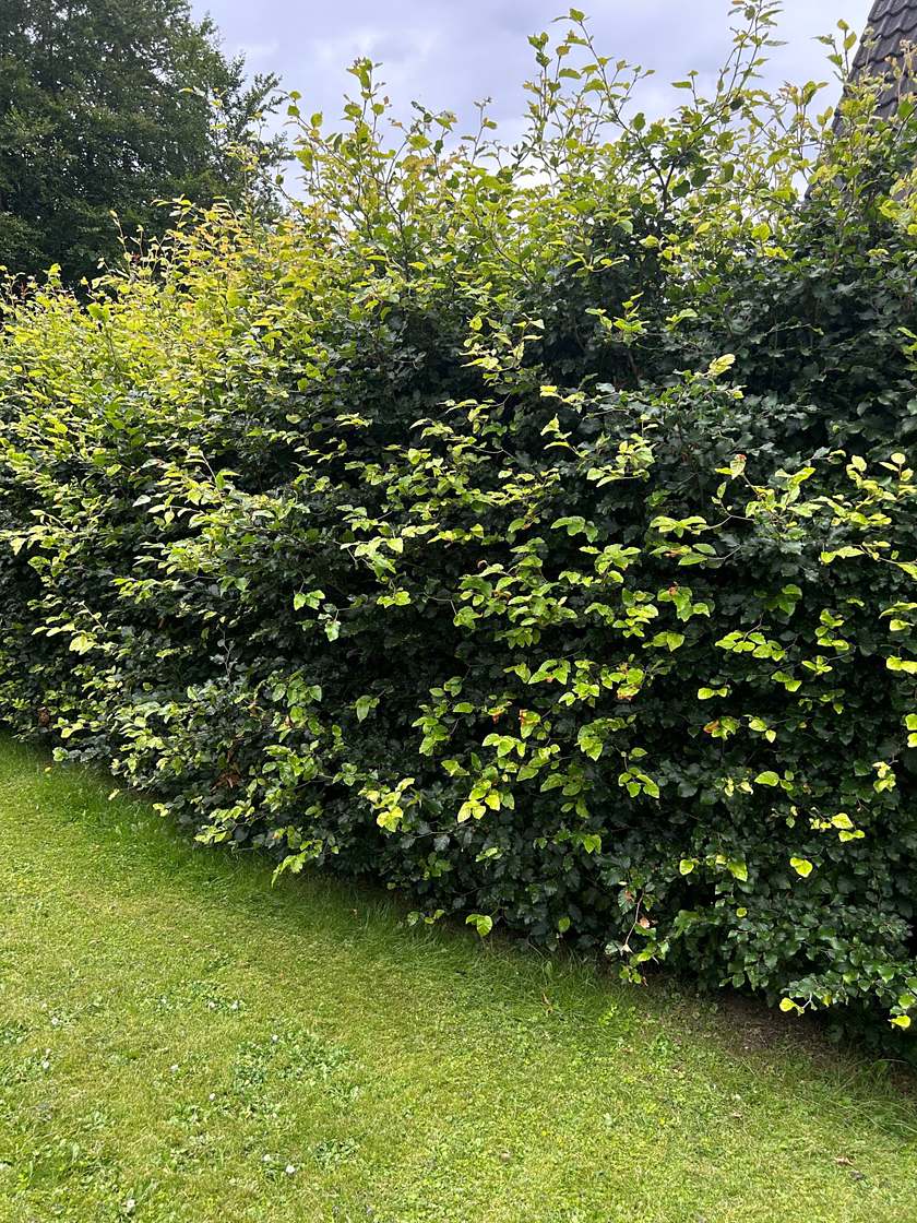 Ungeschnittene Buchenhecke mit langen Trieben über der Heckenkante