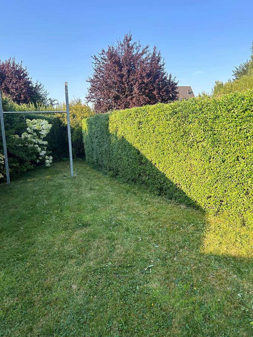 Ligusterhecke nach dem Heckenschnitt mit geraden Kanten