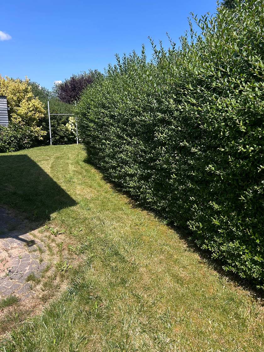 Ligusterhecke vor dem Schnitt mit überstehenden Trieben